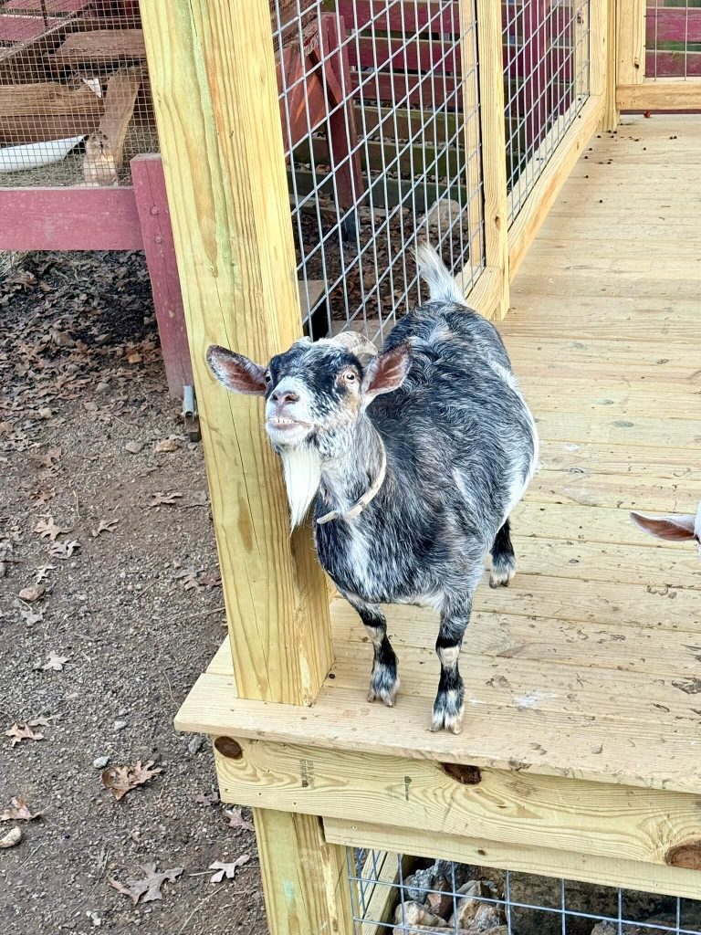 goat with a funny smile at Hochatown Animal Rescue in Broken Bow, OK dallas to oklahoma road trip