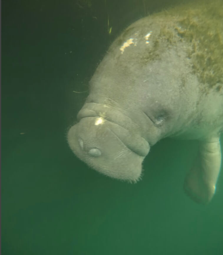 swimming with manatees at crystal river florida