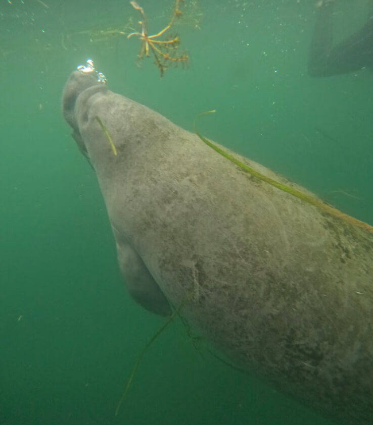 swimming with manatees